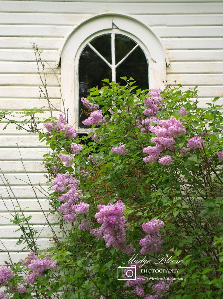 Breidablik Church Window and Lilacs