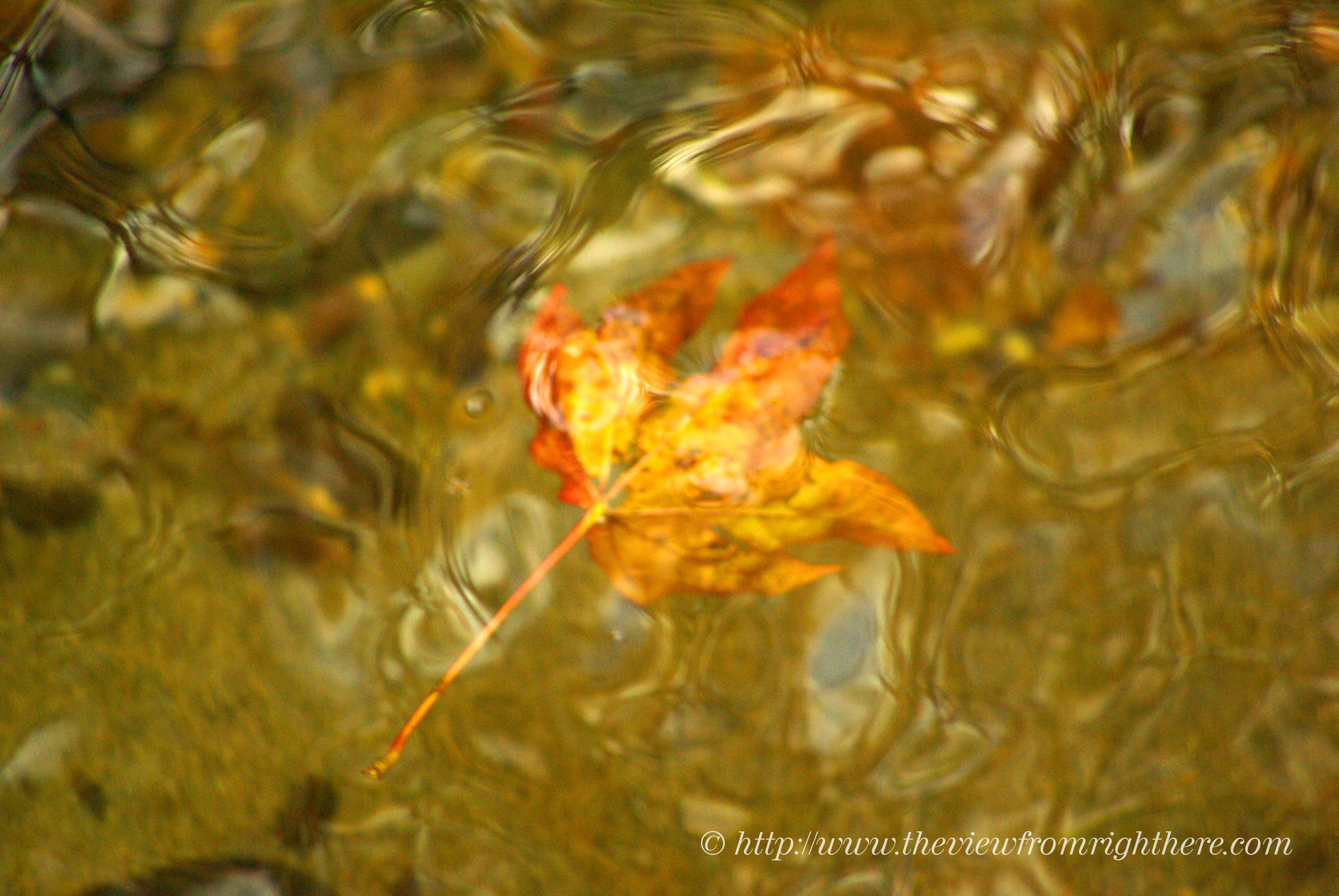 Autumn Leaf Drifting in a Stream