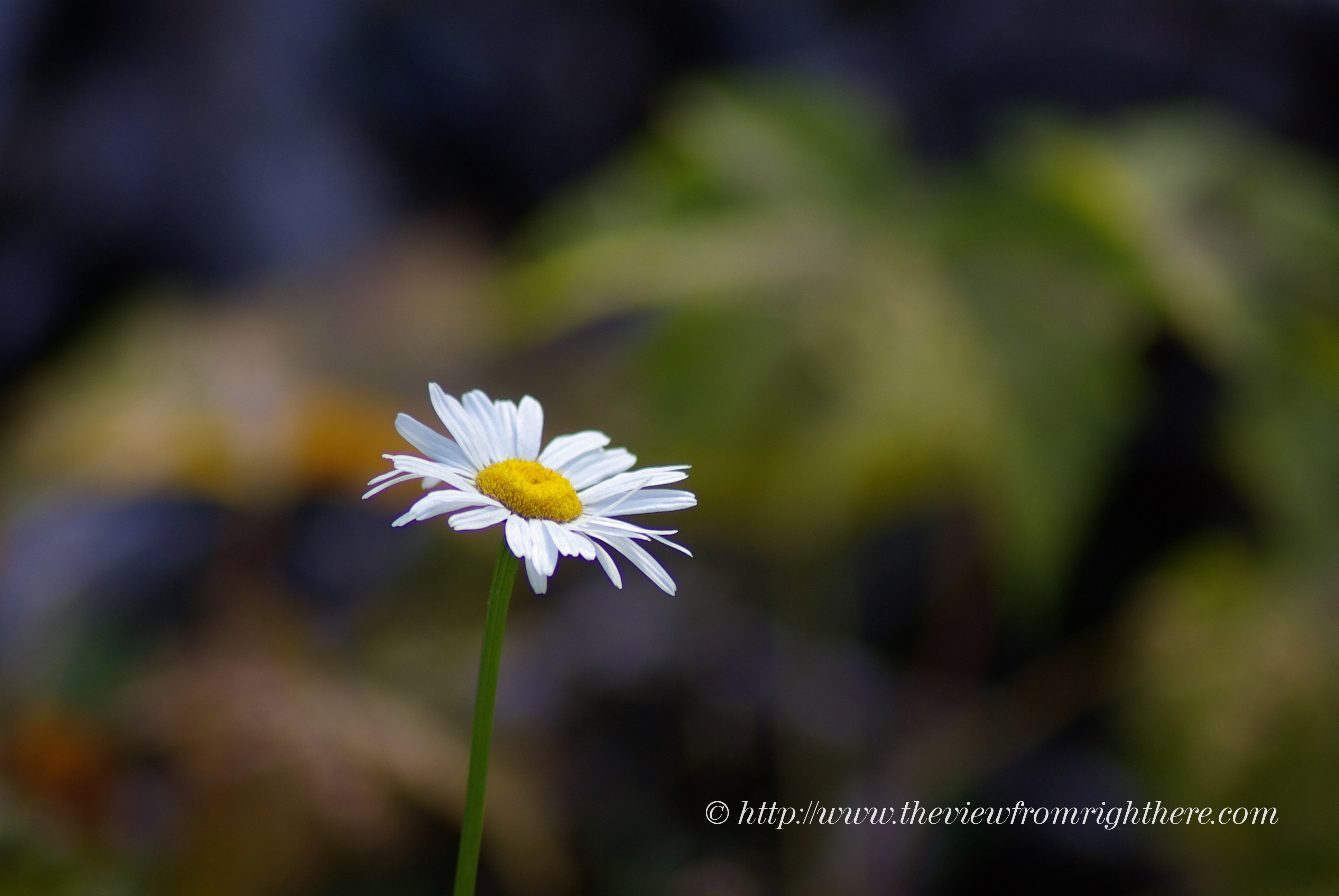 Simple Elegance, the Daisy – ‘Eye of the Day’