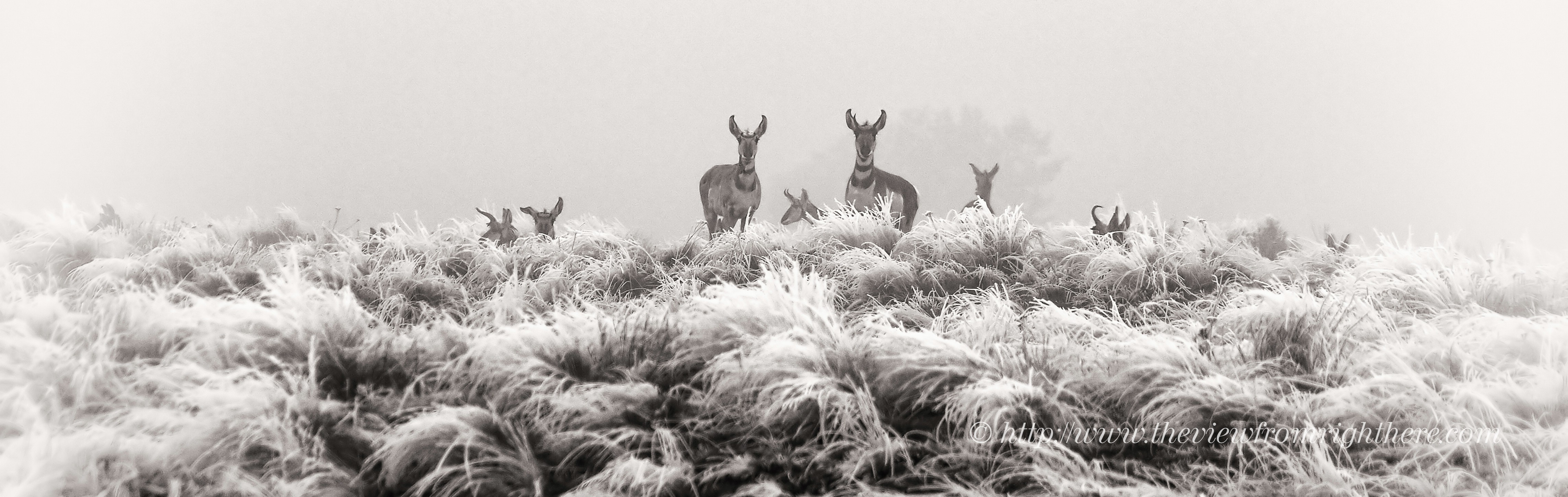 Antelope Rest in Oregon High Desert Freezing Fog