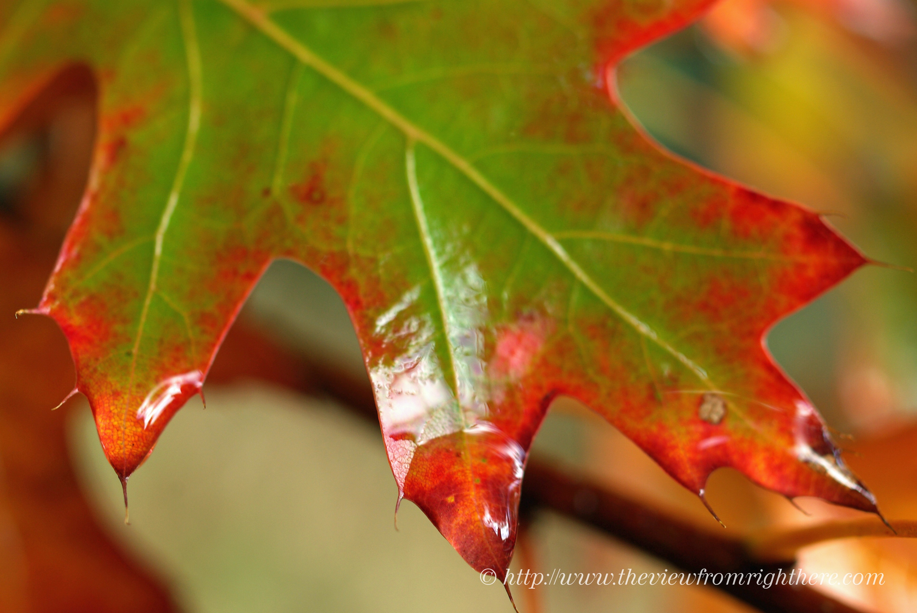 Dripping Rain Water, a Fall Leaf Glistens