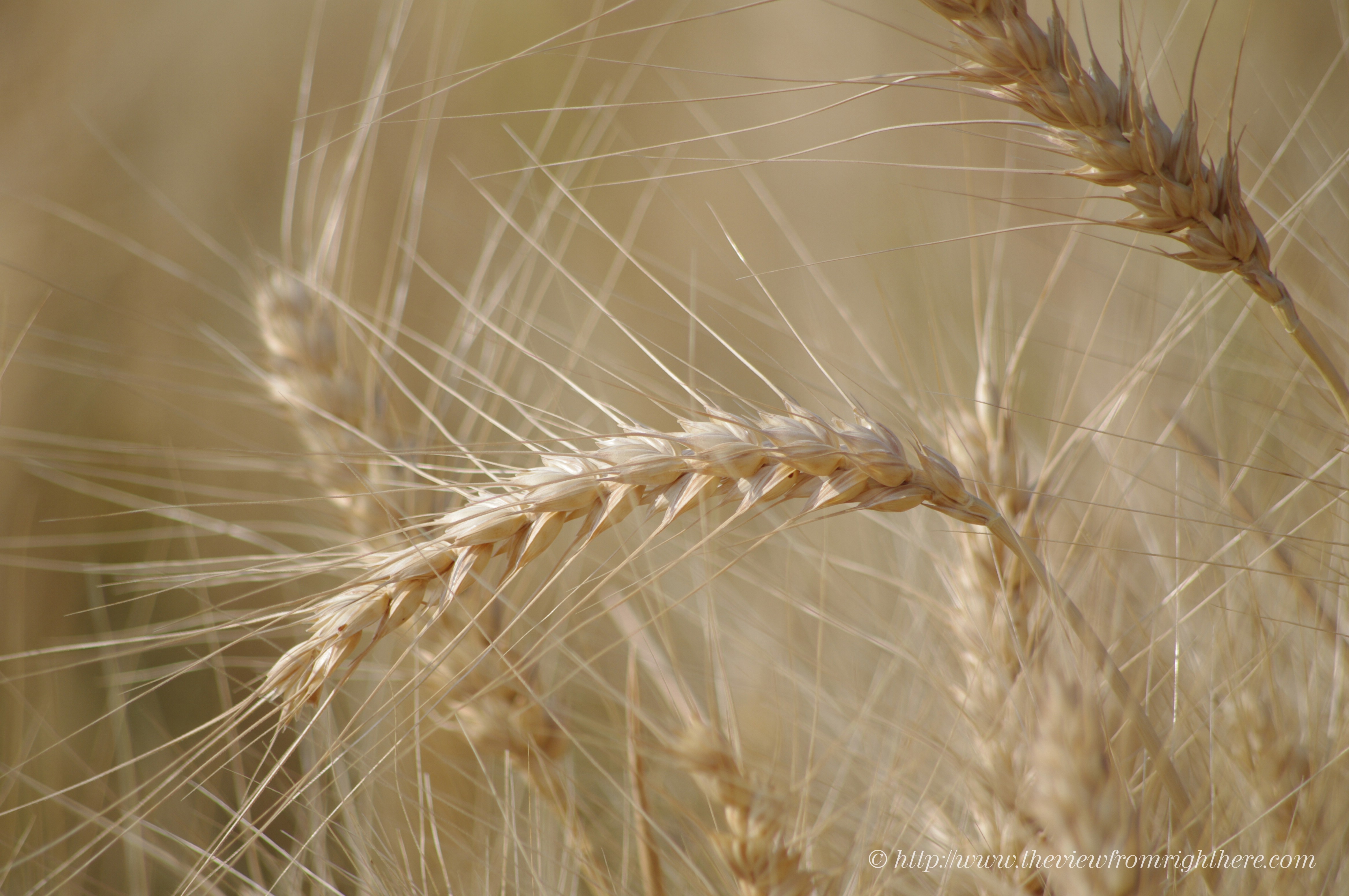 Palouse Wheat – Harvest Ready