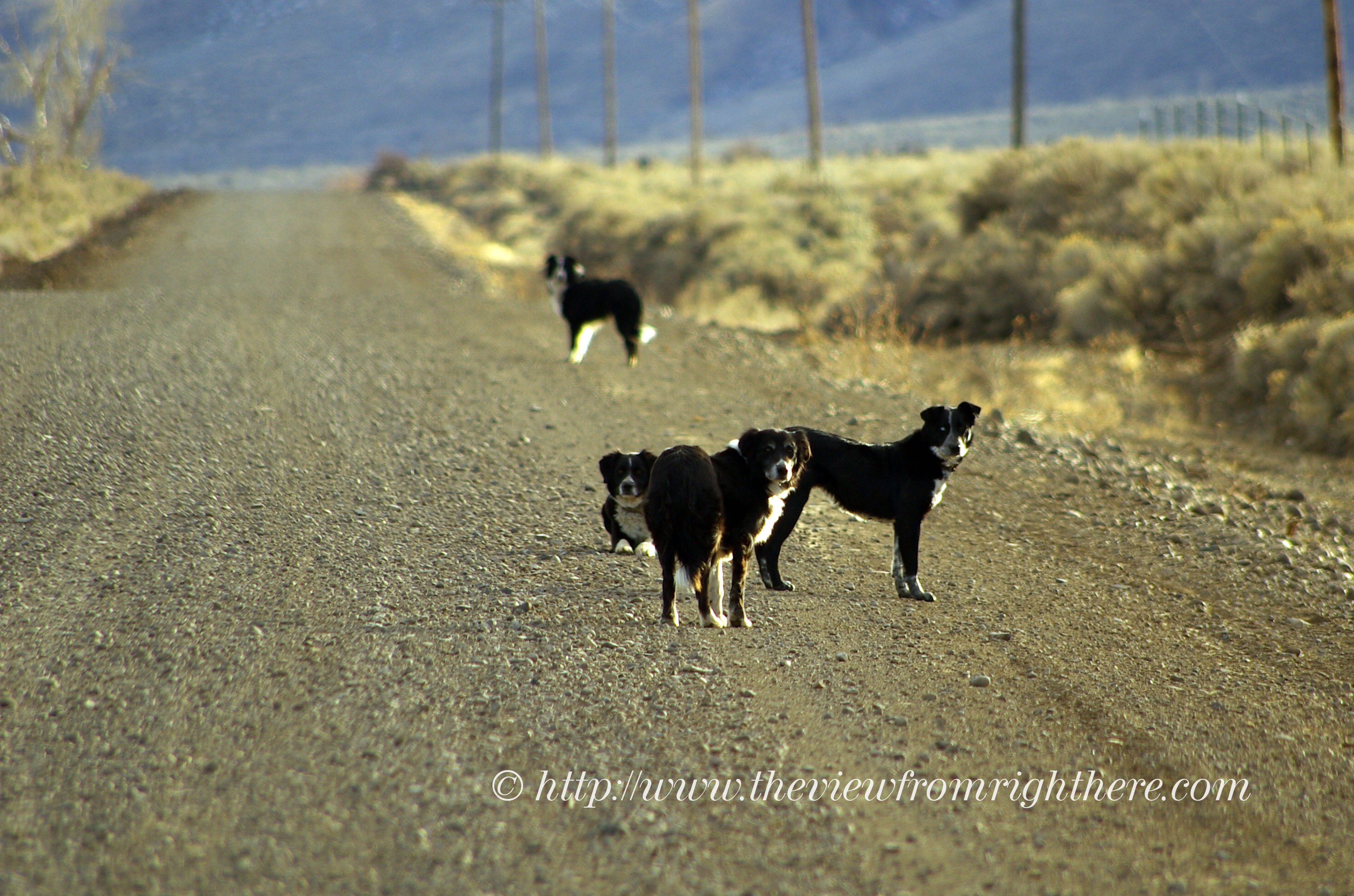 Cattle Dogs Heading Home in Wild Horse Valley