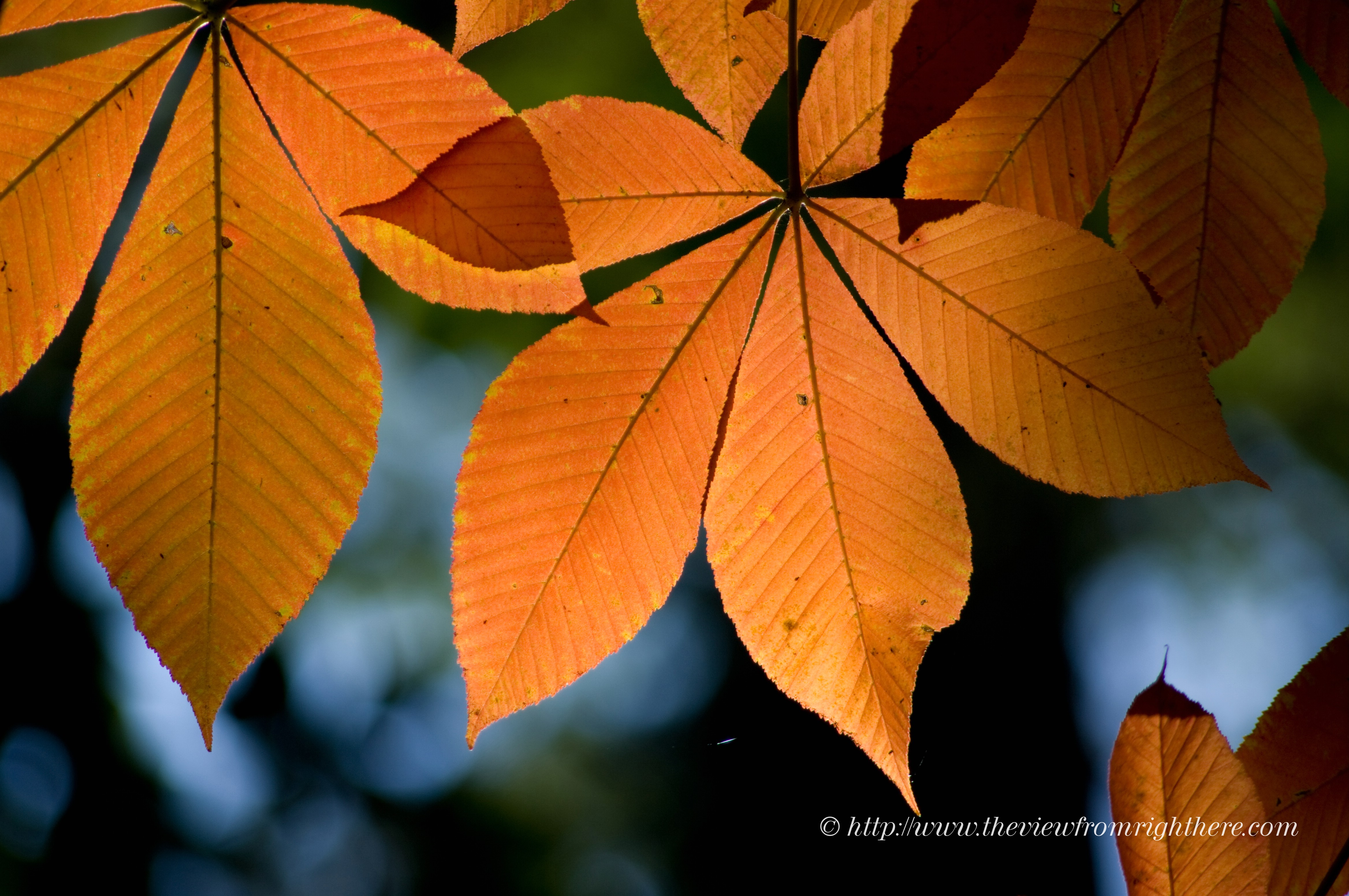 Chestnut Leaves in Fall Color – Seattle Arboretum