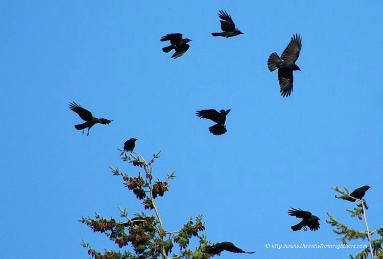 A Murder of Crows at Play