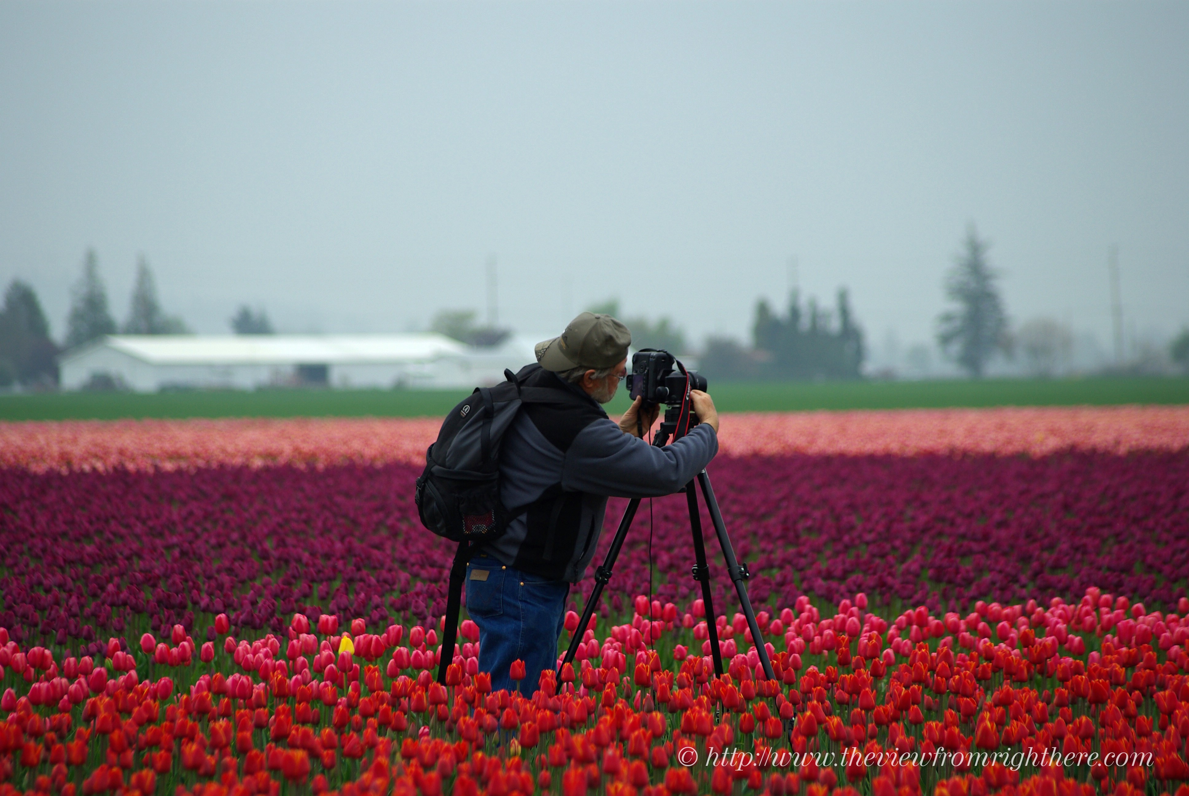 Photographing Skagit Valley Tulips on Best Road