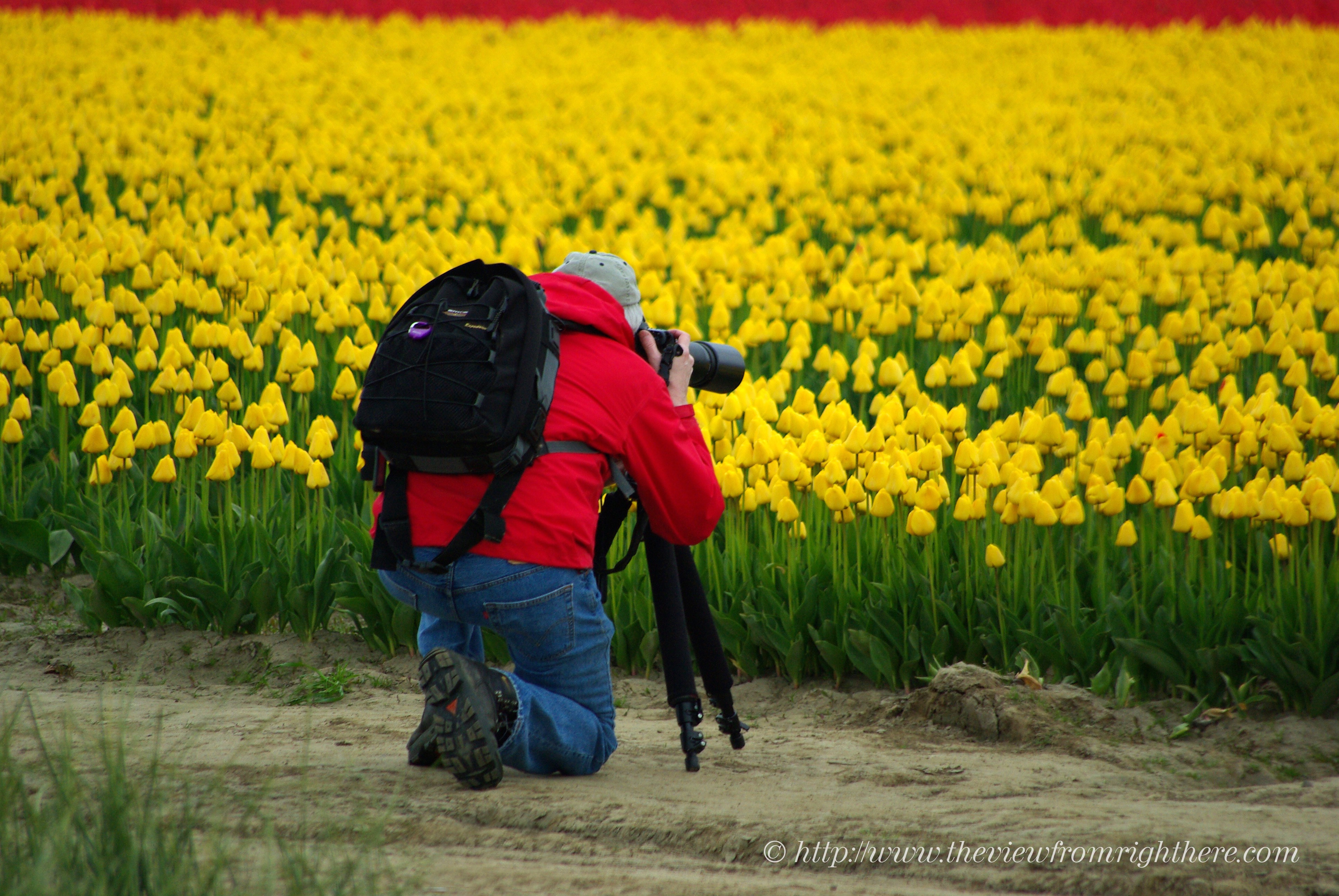 Photographing Tulips on Calhoun Road – Skagit Valley