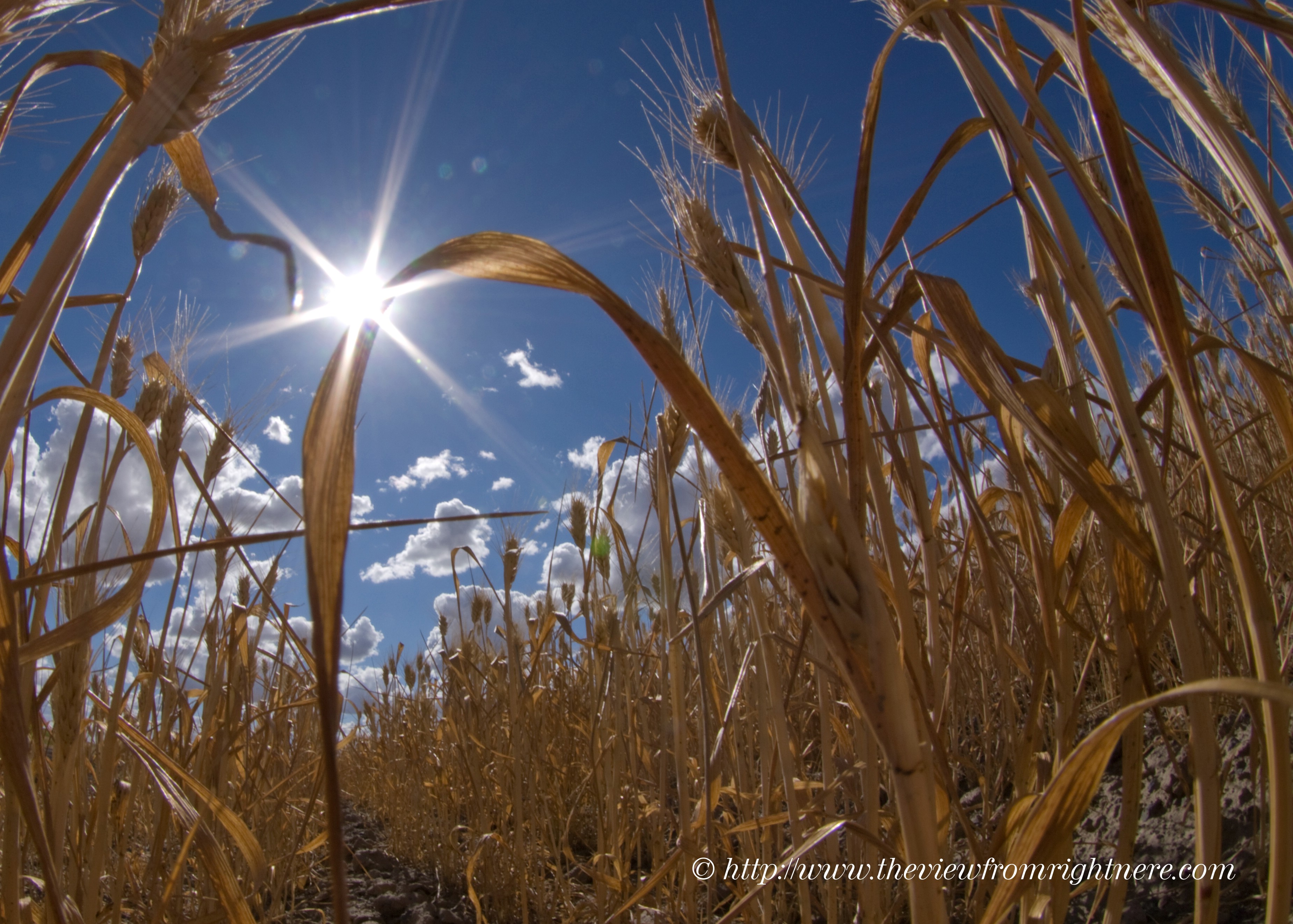 Palouse Wheat Reaches for the August Sun