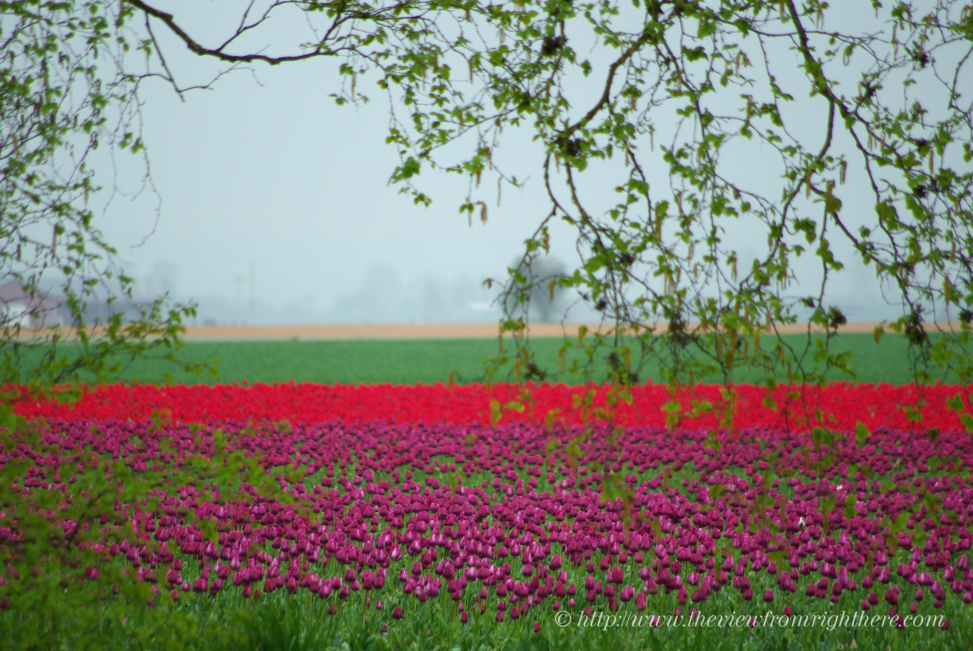 Red and Purple Tulips on Best Road, Skagit Valley