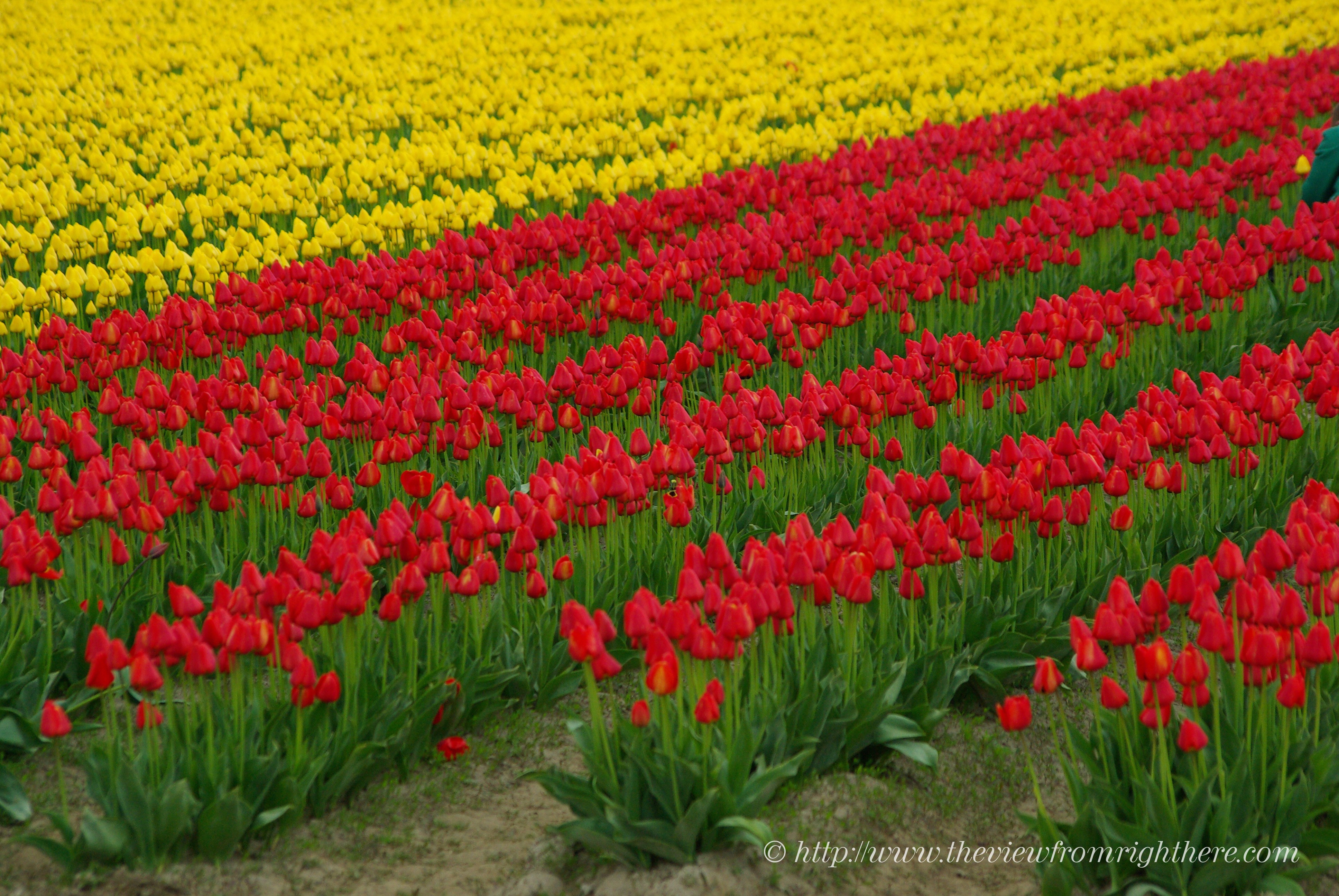 Red and Yellow Tulips on Calhoun Road, Skagit Valley