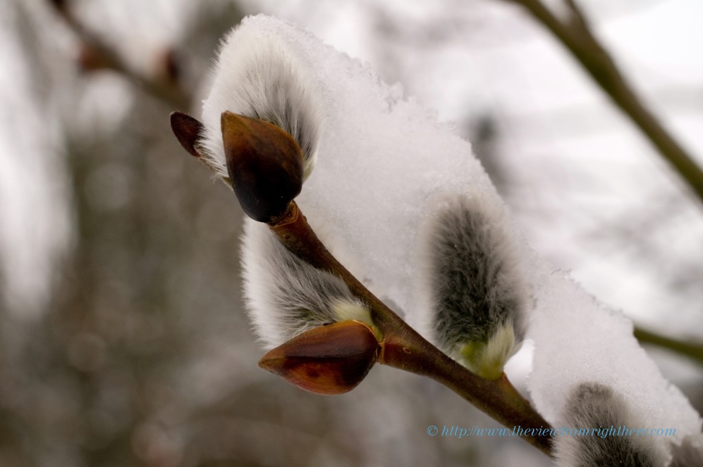 Spring Interrupted - Snowy Pussy Willows
