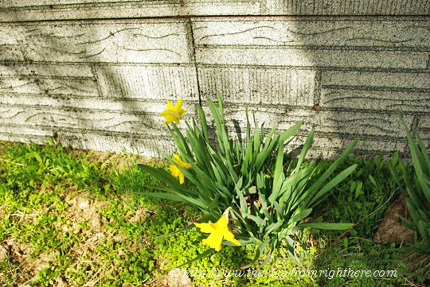 Spring Daffodils at Abandoned Homestead