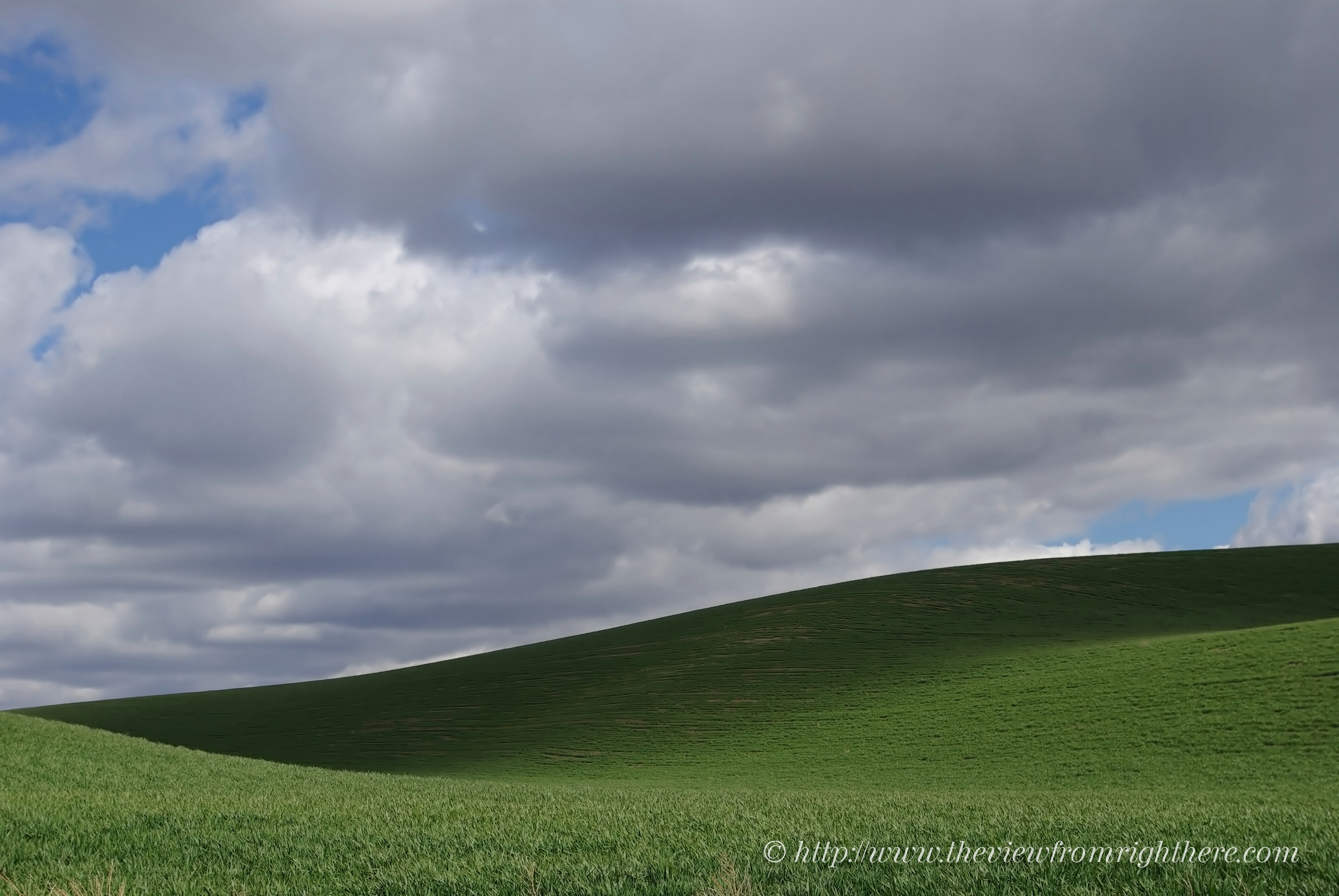 Undulating Emerald Green Spring Wheat Fields in the Palouse