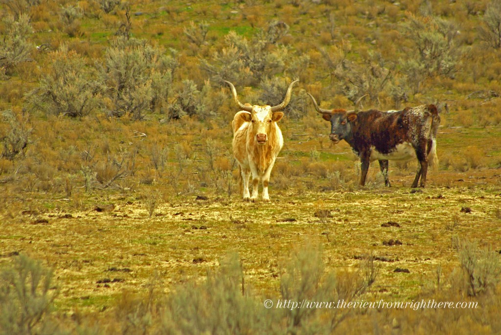 Two Longhorns - Rural Eastern Oregon