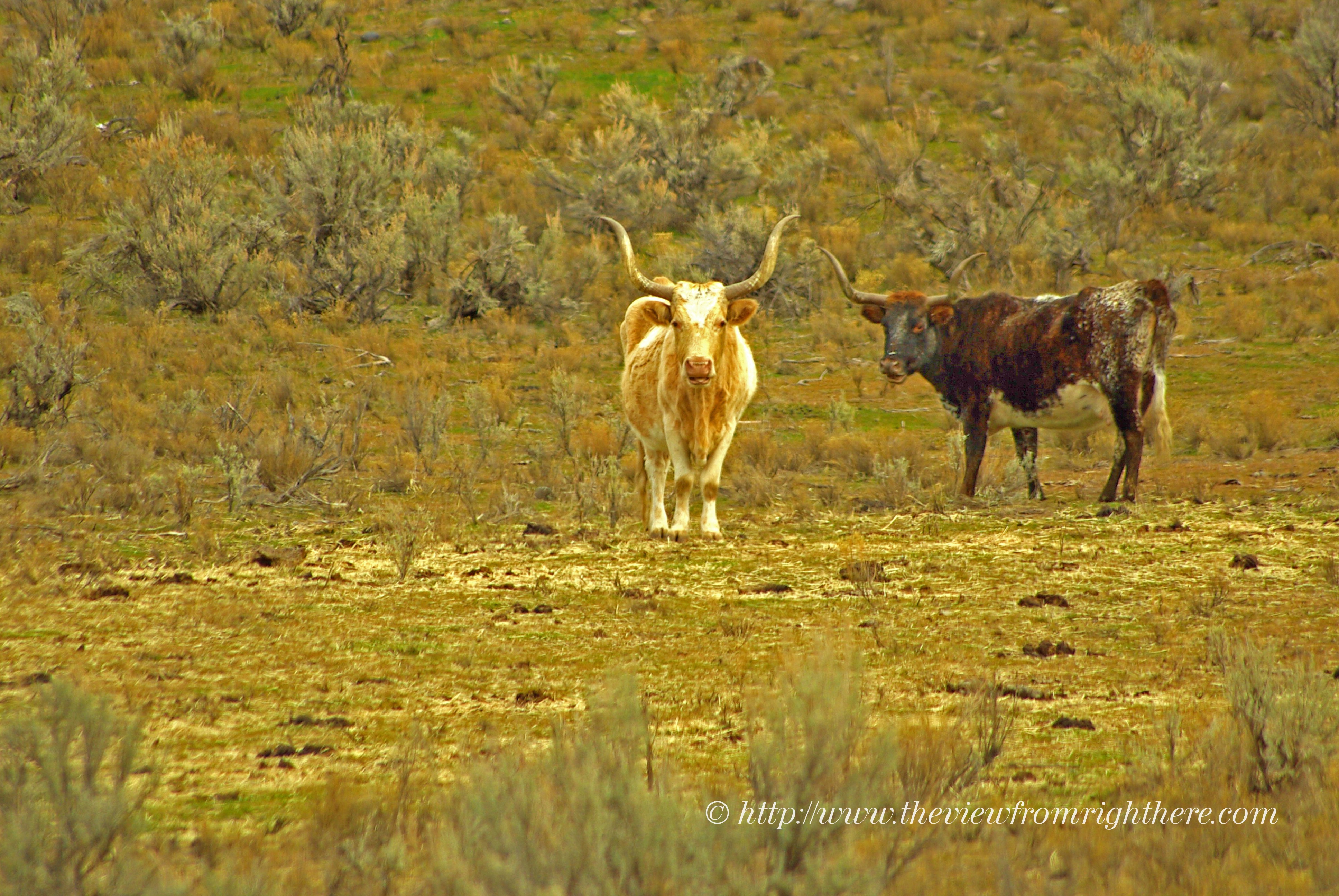 Two Longhorns – Rural Eastern Oregon