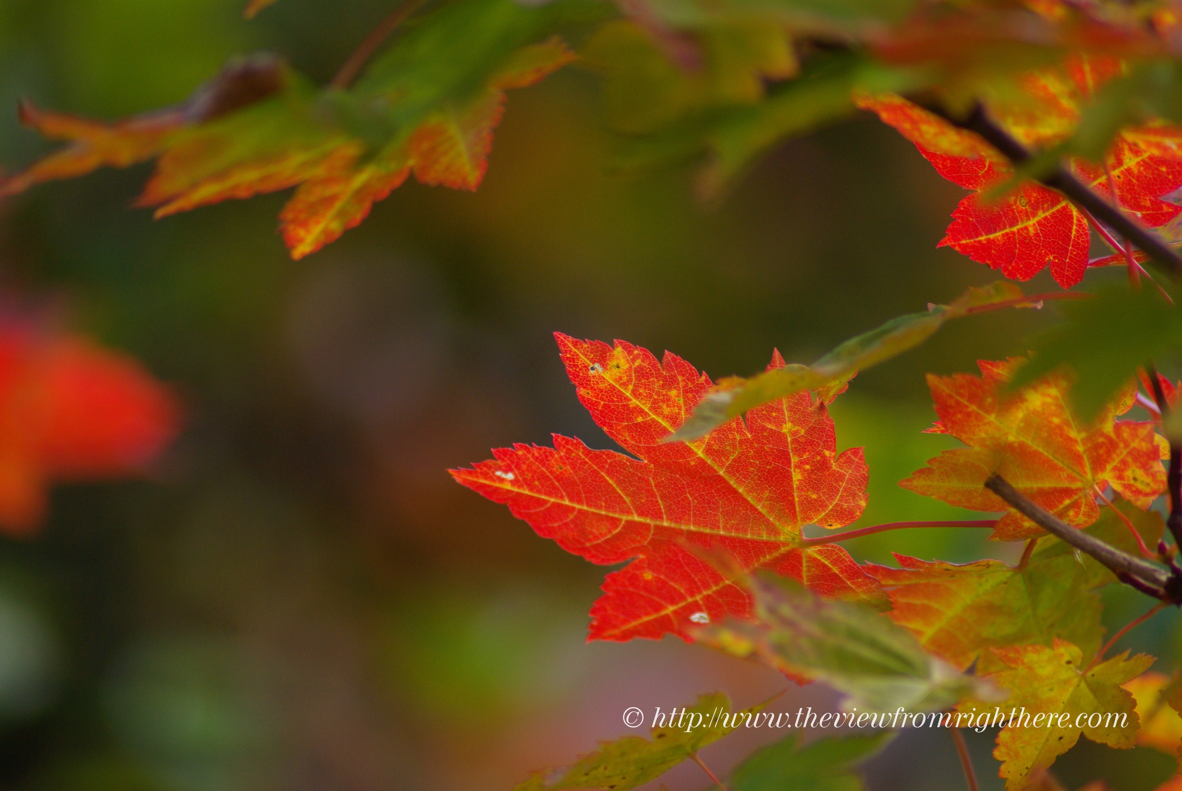 Vine Maple in Brilliant Fall Color