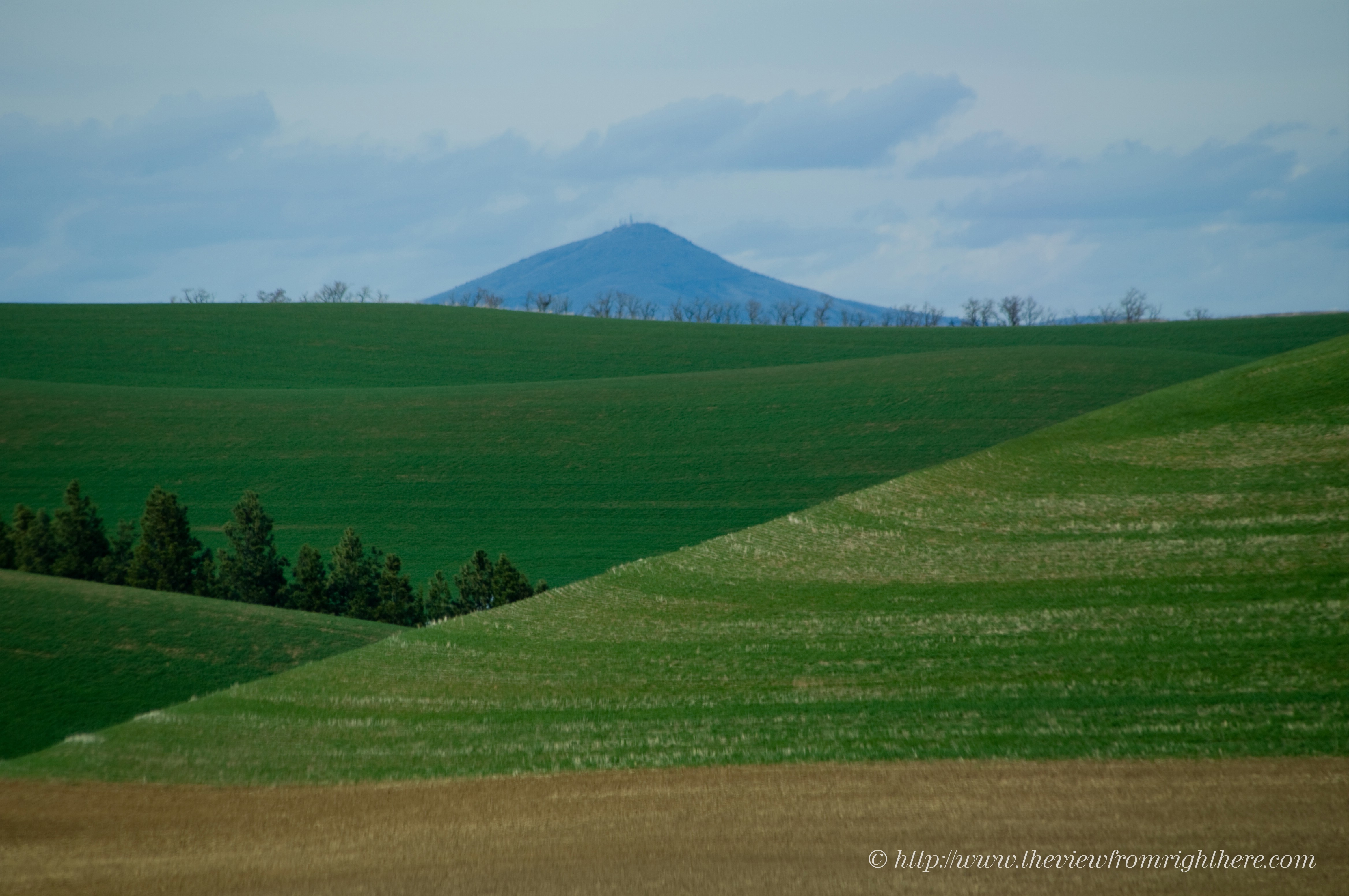 Palouse Wheat Fields with Steptoe Butte in the Distance