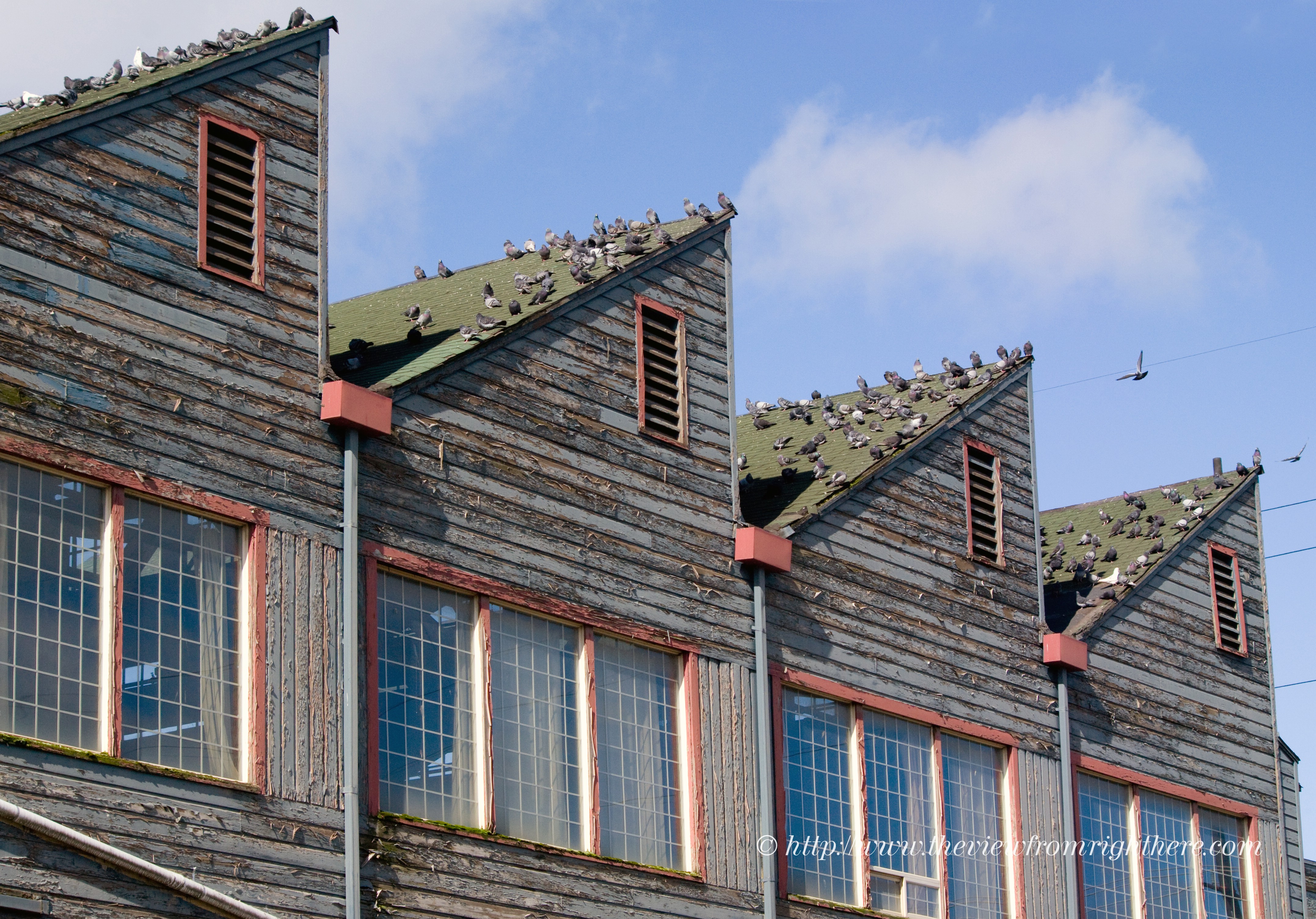 Pigeon Covered Warehouse in the SODO District of Seattle