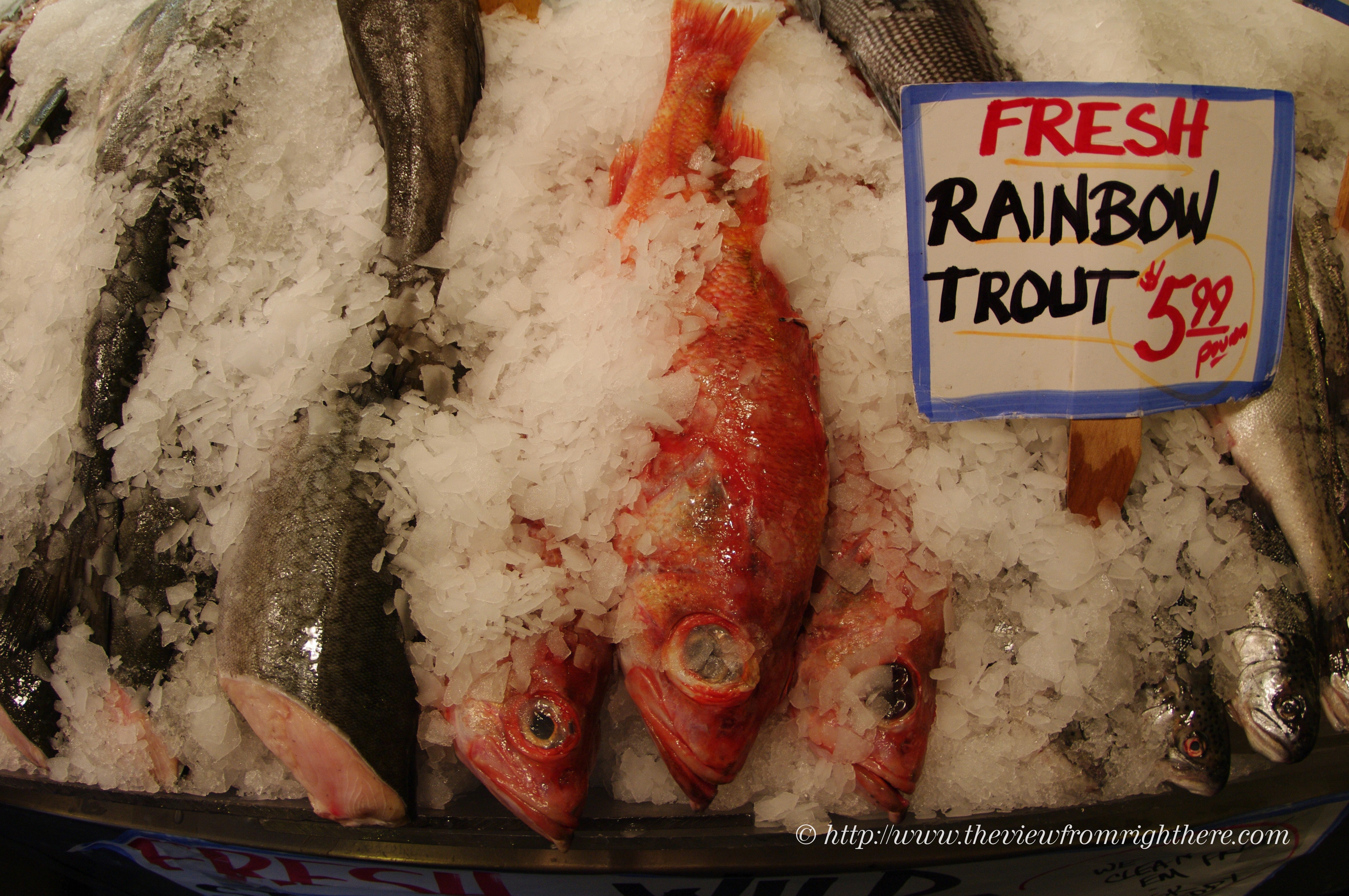 Rainbow Trout… Not!