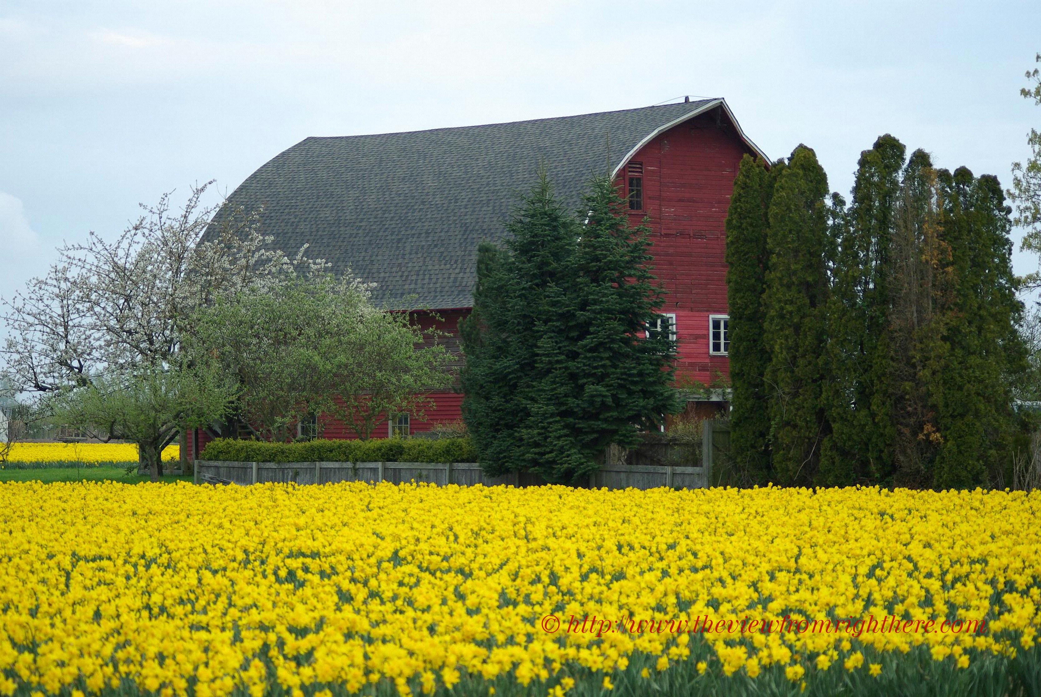 Red Barn and Daffodils on Beaver-Marsh Road – Rural Skagit County