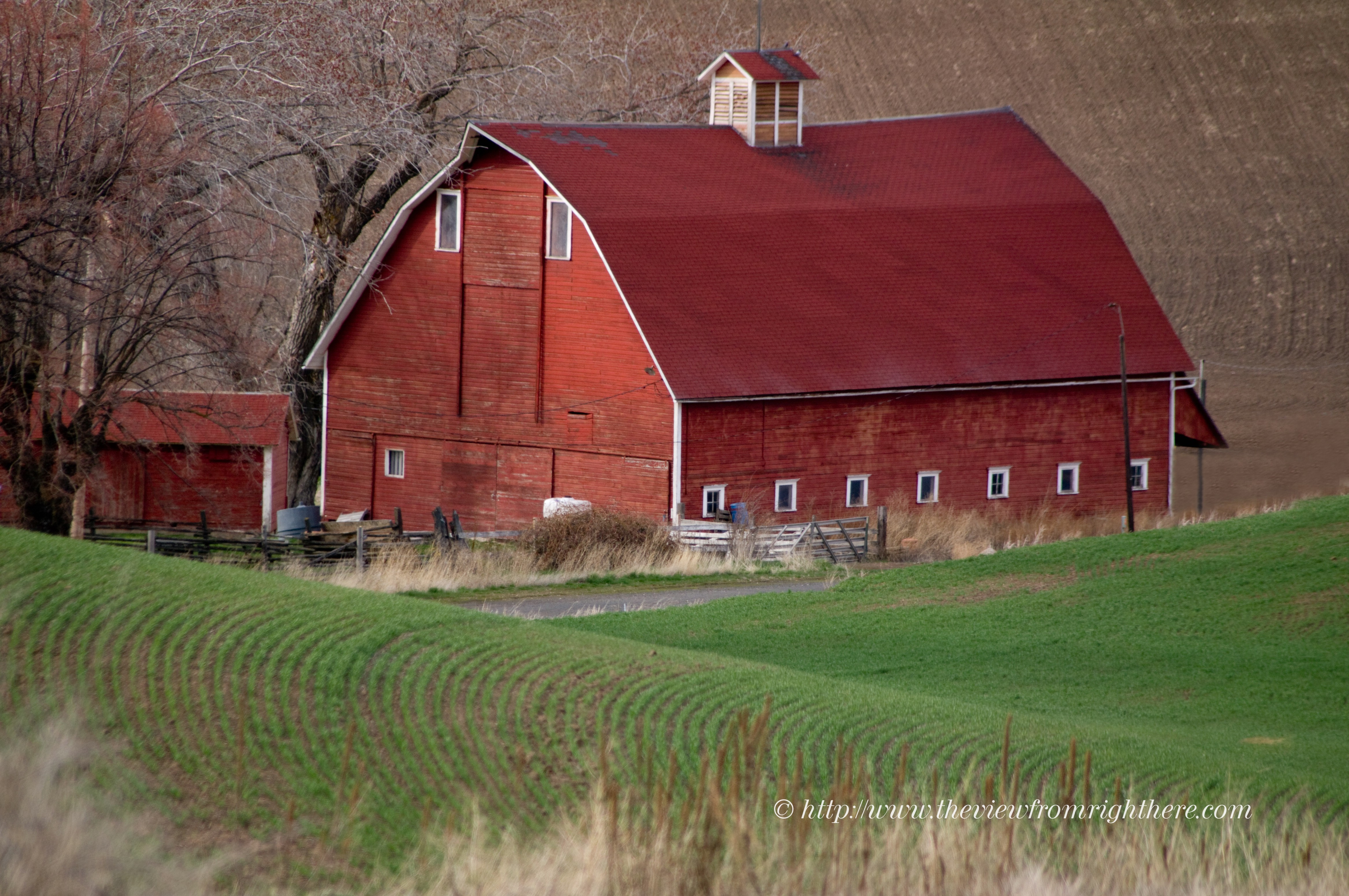 Red Barn on Hoffman Road Contrasted by Palouse Spring Wheat