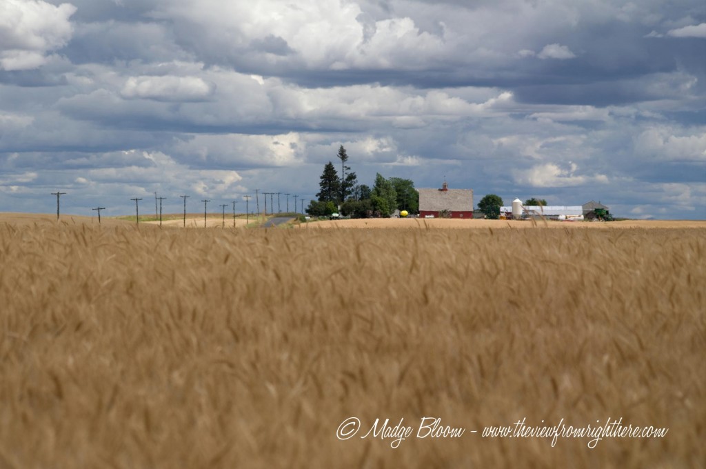 Wheat fields - With 'Staff of Life' Barn in the Distance