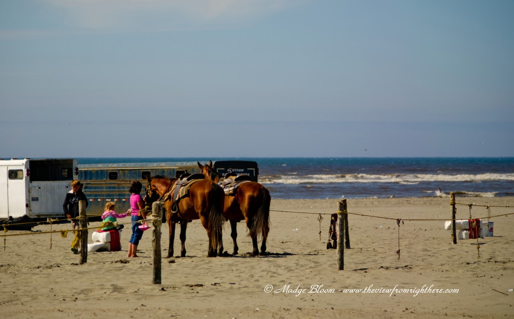 Temporary Horse Corral on the Beach at Ocean Shore