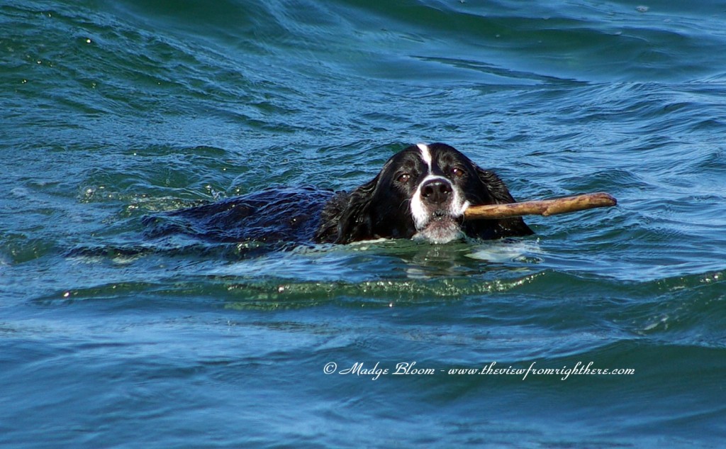 Fetching the Stick