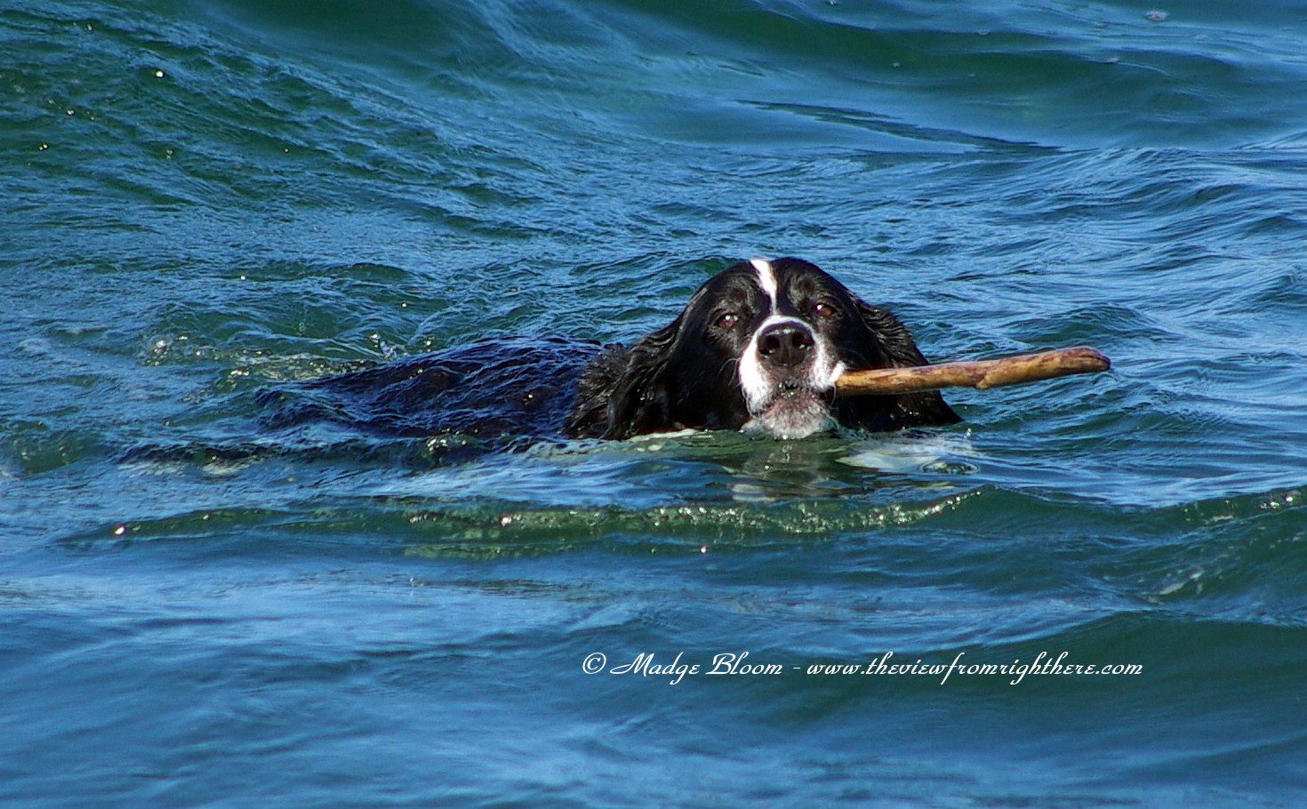 Fetching the Stick