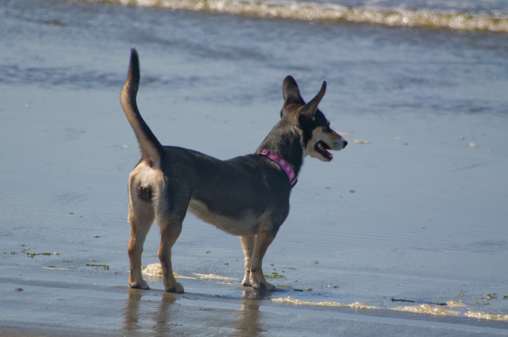 Dog, Lucy - Watching Seagulls on Beach at Ocean Shores, WA