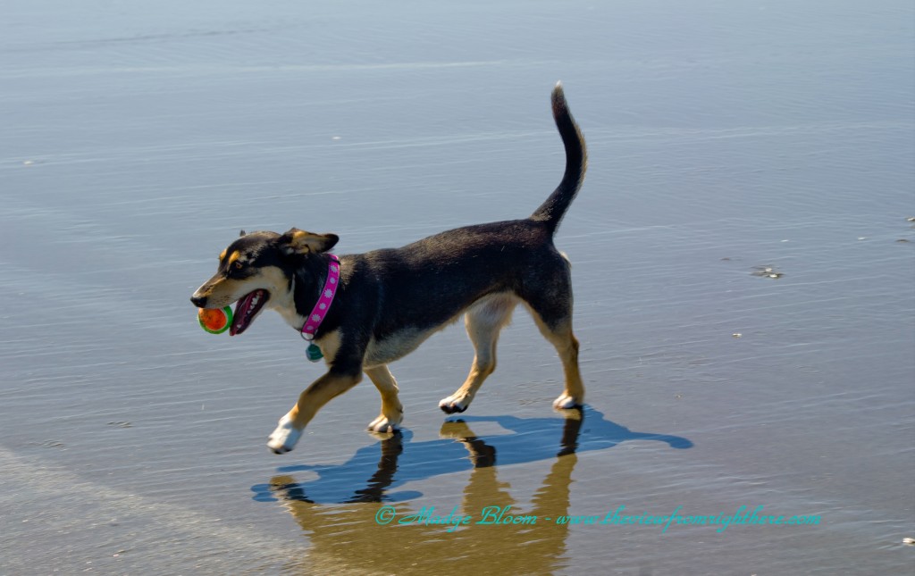 Dog, Lucy, Playing Catch on the Beach at Ocean Shores, WA