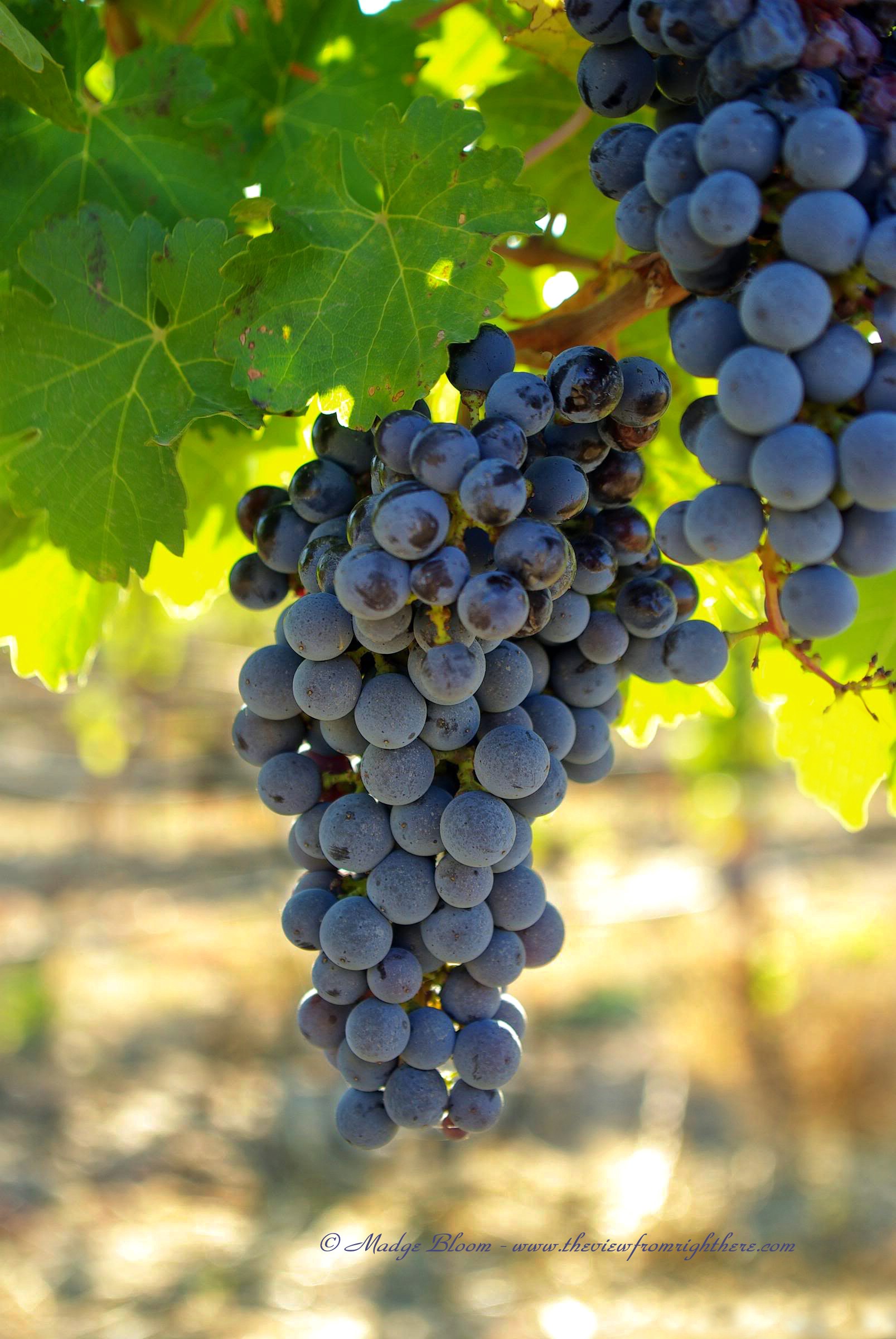 Yakima Valley Wine on the Vine