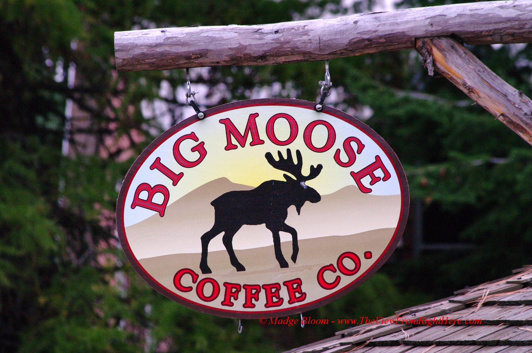 Big Moose Coffee Company