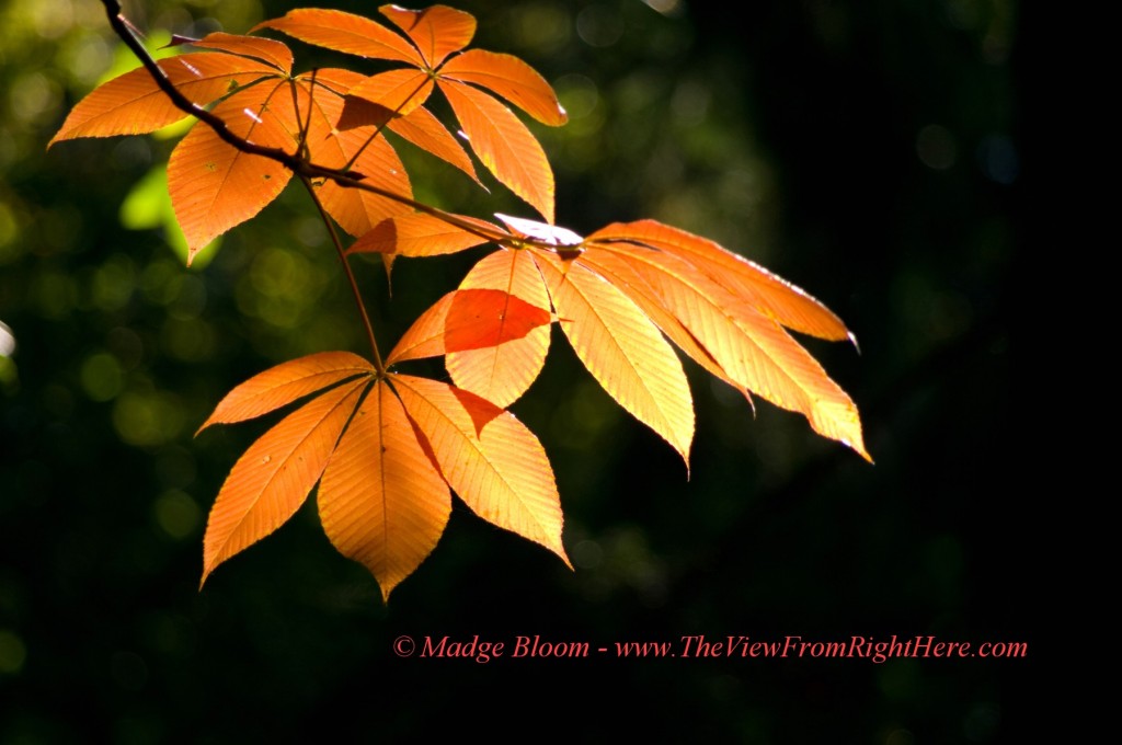 Botanical Amber - Autumn Chestnut Tree Leaves