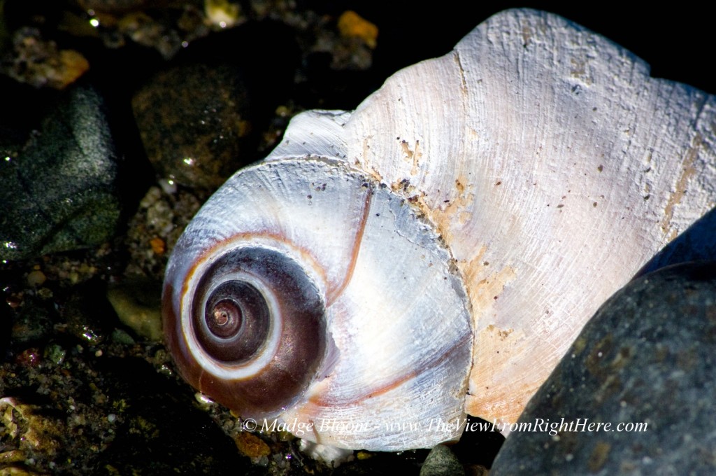 Moon Snail Shell - Fragment on the Beach