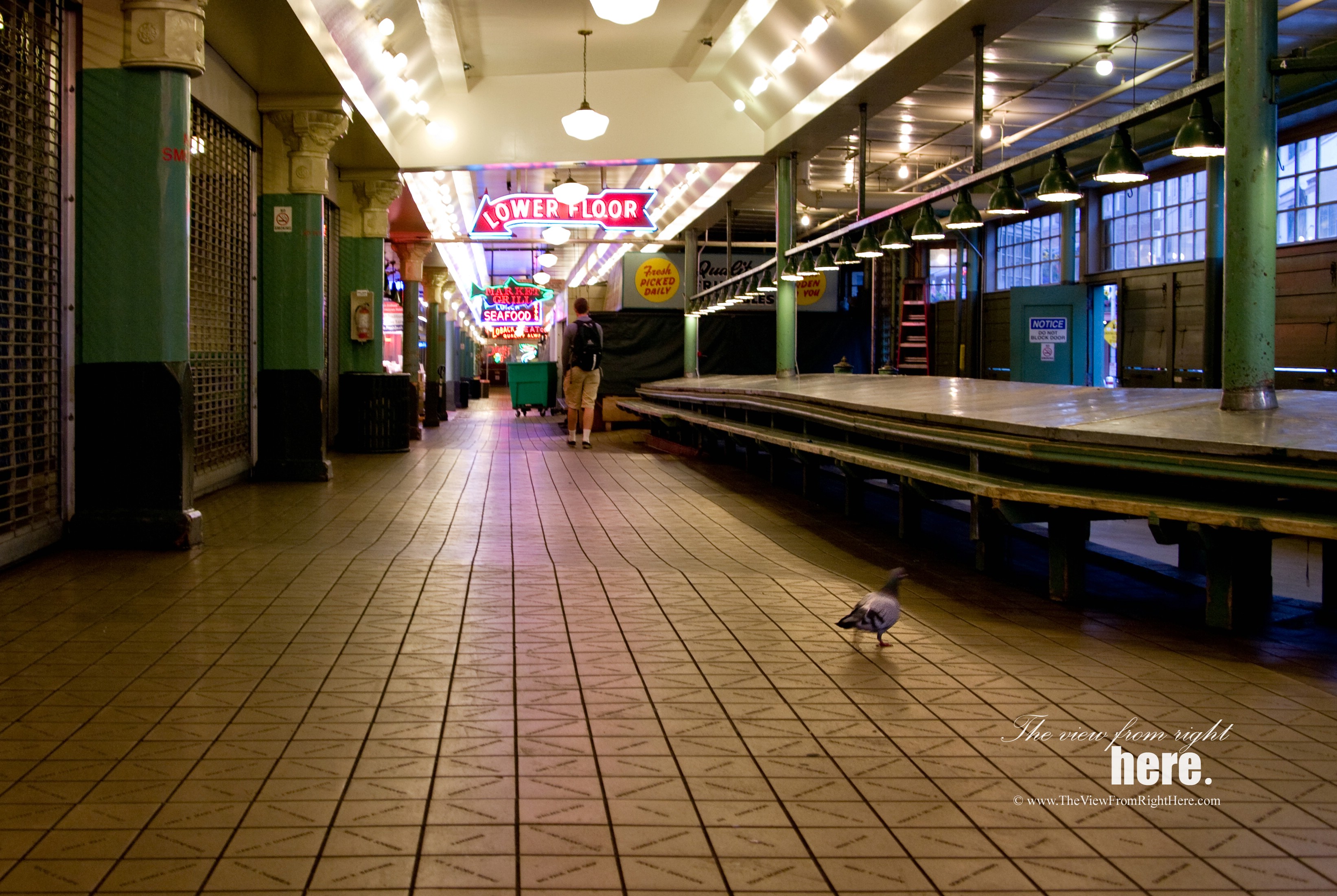 Lone Pigeon Visiting Pike Place Market