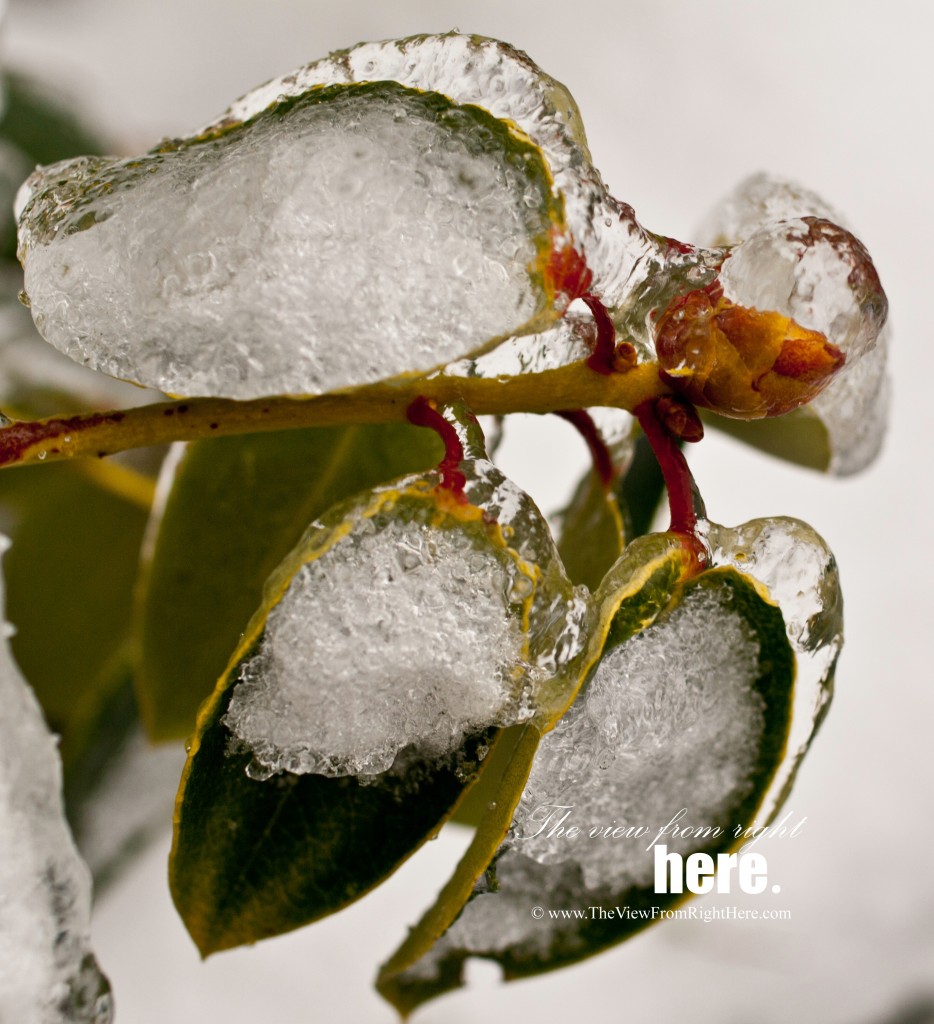 On Ice - Frozen Rhododendron