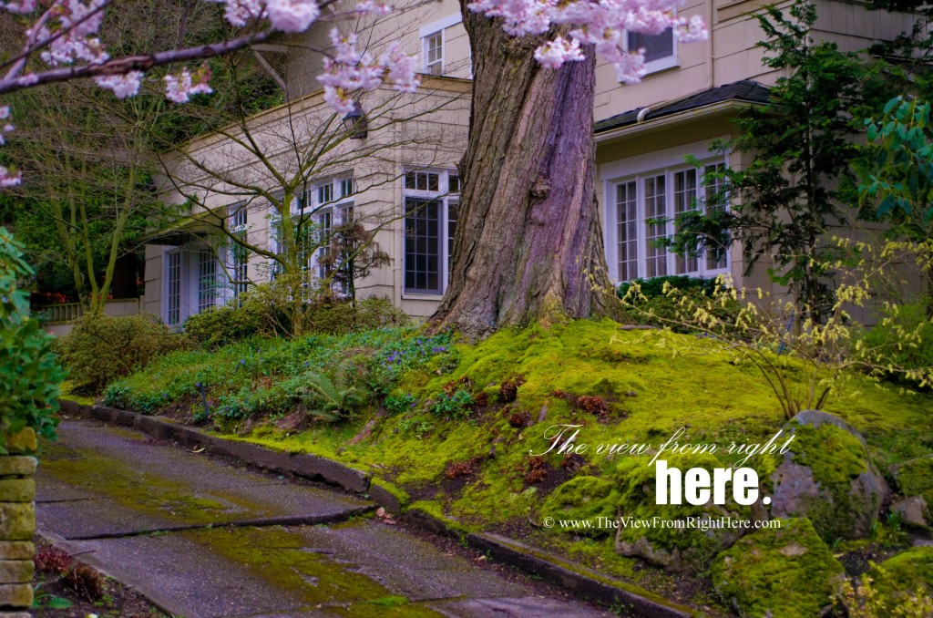 Seattle Volunteer Park Neighborhood - Mossy Garden