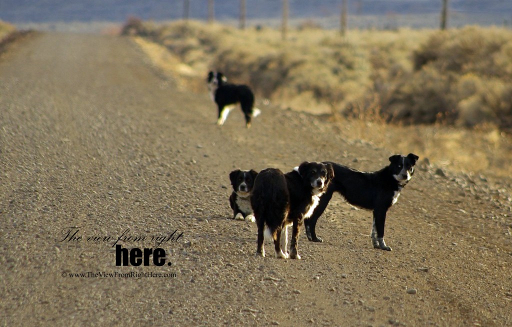 Cattle Dogs in Wild Horse Valley