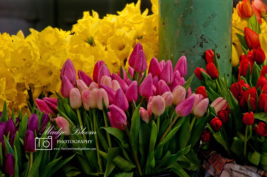 Daffodils and Tulips - Pike Place Market
