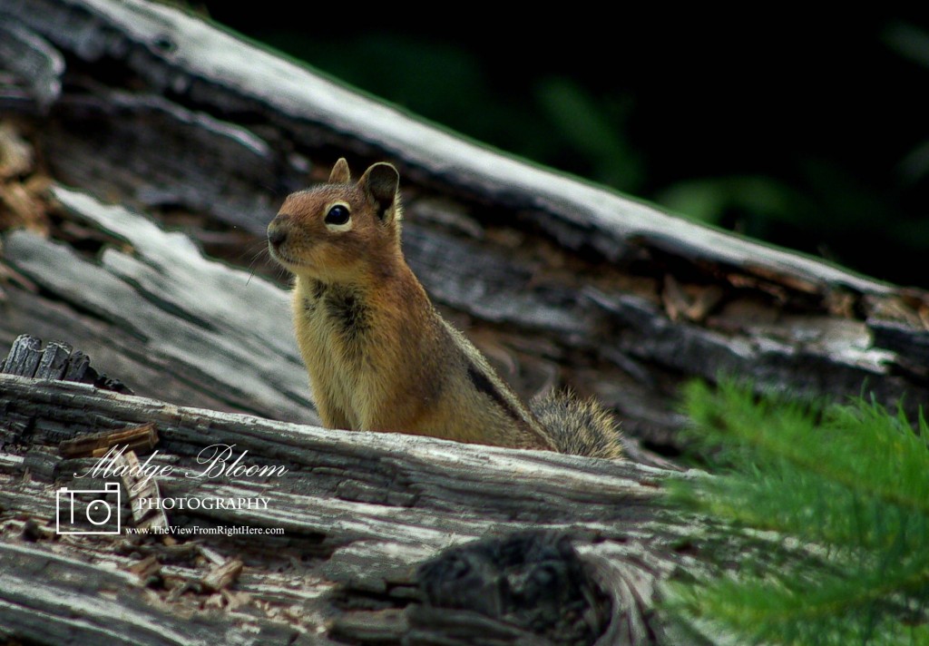 Ground Squirrel - Head's Up It's Monday