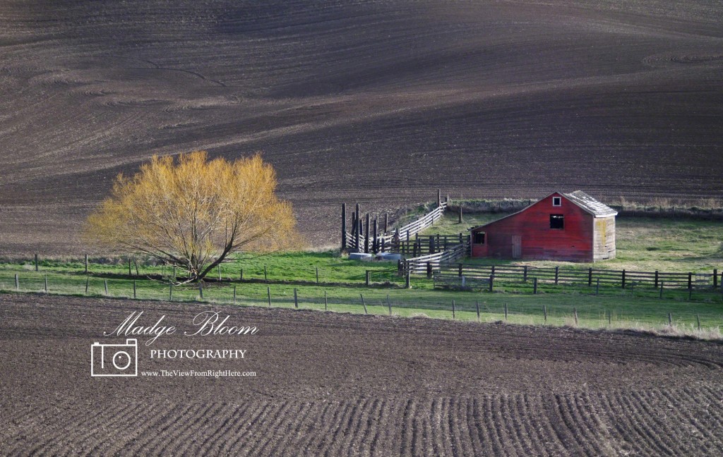 Red Barn in the Palouse