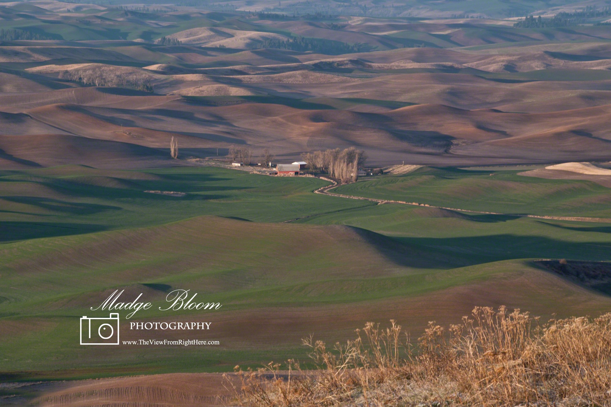 The Palouse – View From Steptoe Butte