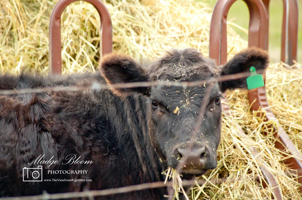Calf - Eating Hay