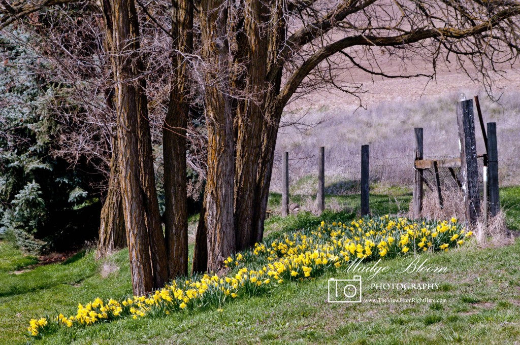 Daffodils in a Farm Yard