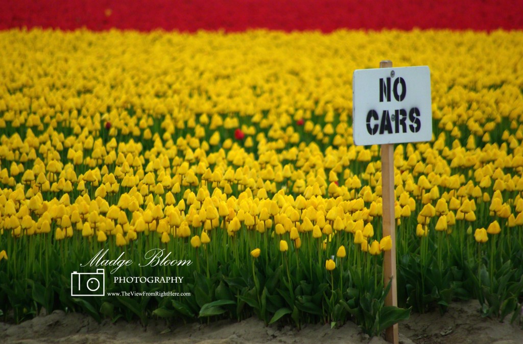 'No Cars' Among the Tulips on Calhoun Road