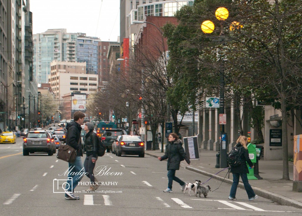 Walking the Dogs - Downtown Seattle