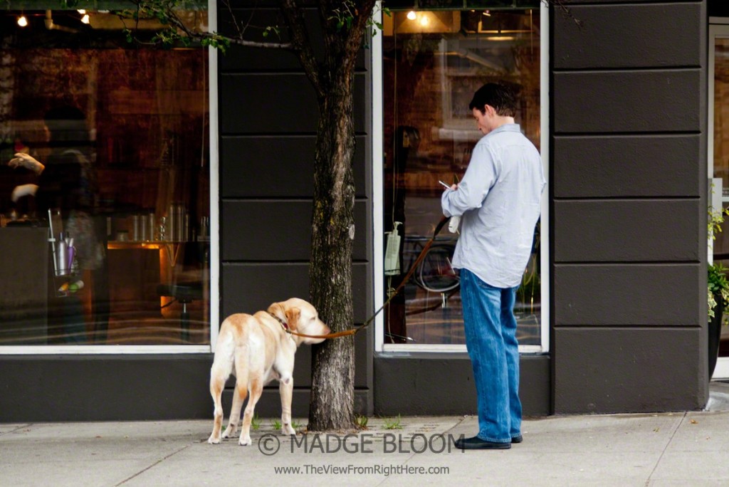 Come On, Let's Walk - Dog Owner Texting Instead of Walking