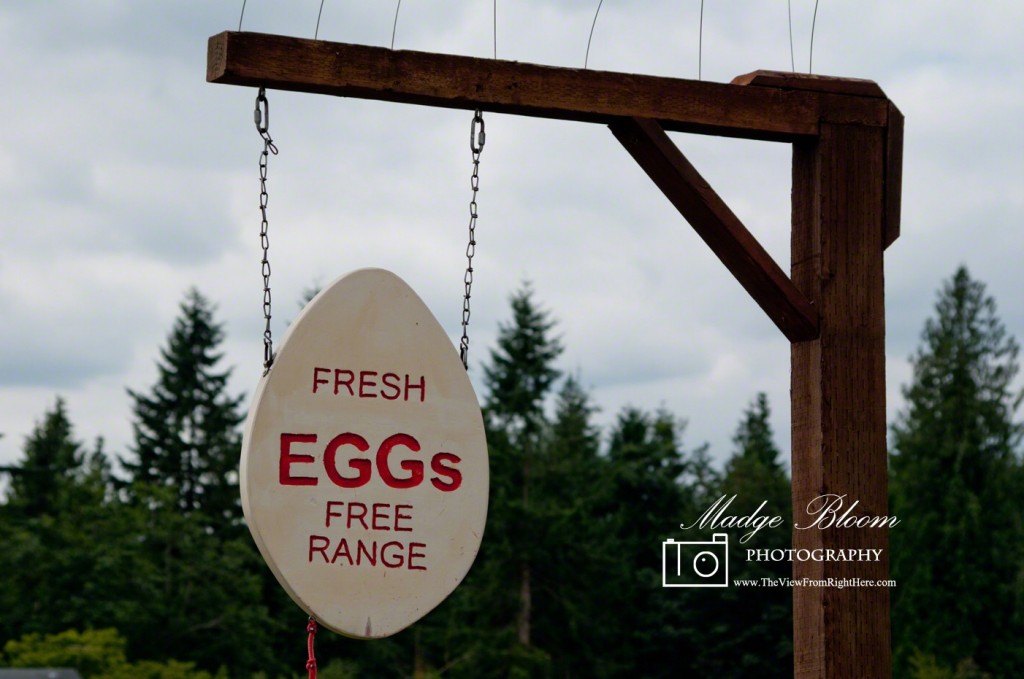 Fresh Eggs - Free Range - Farm in Buckley WA