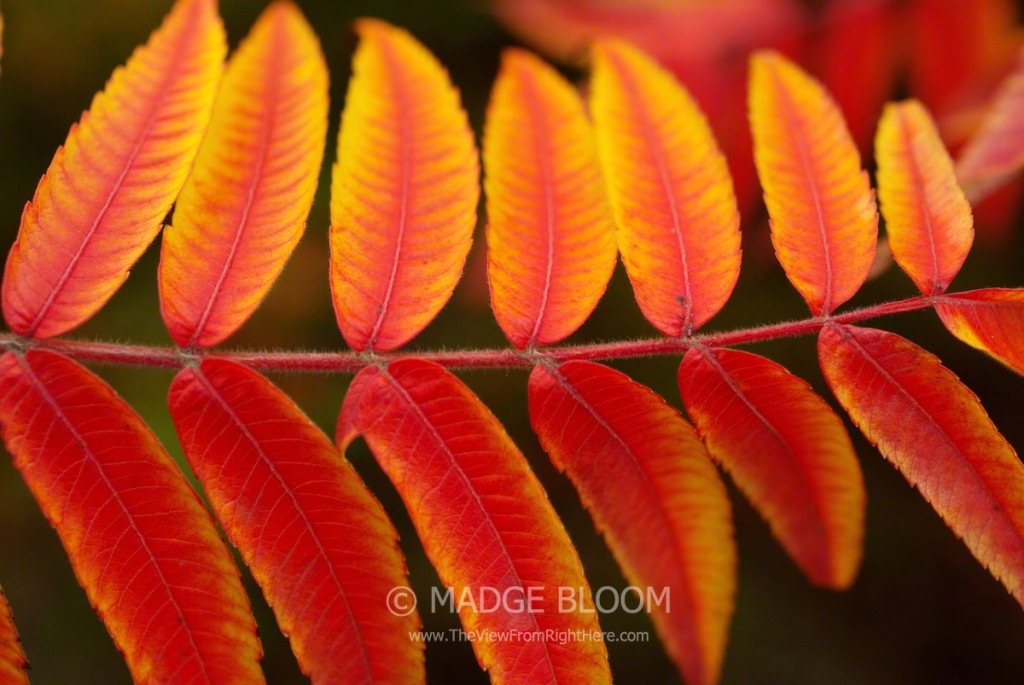 Autumn Leaf Symmetry